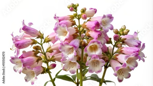 Delicate, tubular blooms of Penstemon flower in shades of pale pink and white, with green leaves and stems, isolated on a pure white background.