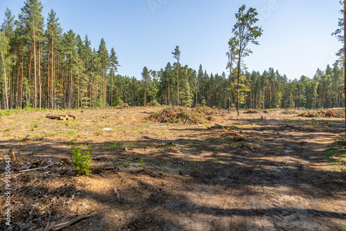 Felling trees in a forest under a sky. A vast clearing was created in a forest after cutting down trees