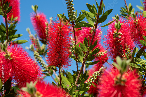 Bright red bottlebrushes flowers or callistemon plant under blue sky in afternoon summer sun.Bees on gorgeous bottlebrush flowers.
Gorgeous bottlebrush flowers. Köyceğiz, Muğla, Türkiye.
