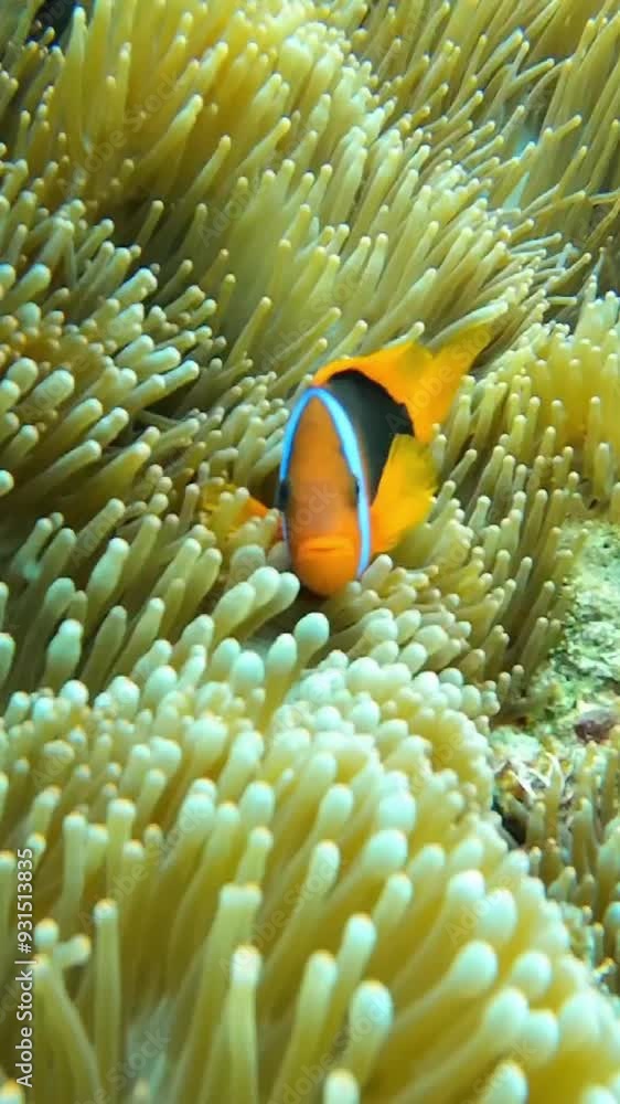 Two fish are swimming in a green sea anemone. One is orange and the other is blue Two fish are swimming in a green sea anemone. One is orange and the other is blue