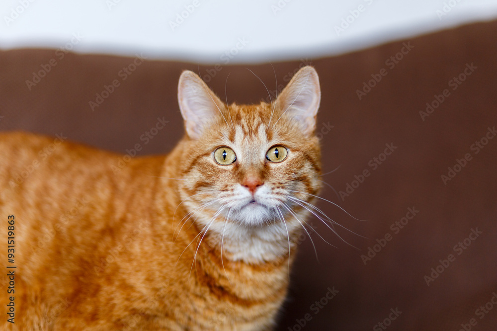 A red fluffy cat lying on the couch of the house. Domestic pet rest and look in camera. A red fluffy cat lying on the couch of the house. Domestic pet rest and look in camera.