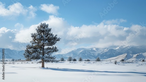 Lone pine tree in a snowy landscape with distant mountains