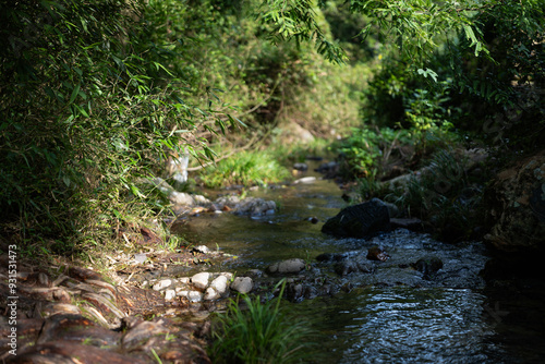 Plant diversity, green areas, yoga meditation