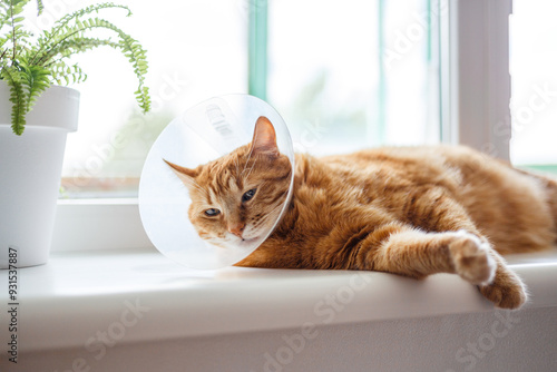 Pet care concept Sleepy orange fat cat wearing Elizabethan collar, E-collar or buster collar for protection the wound after surgical operation with copy space on white background.