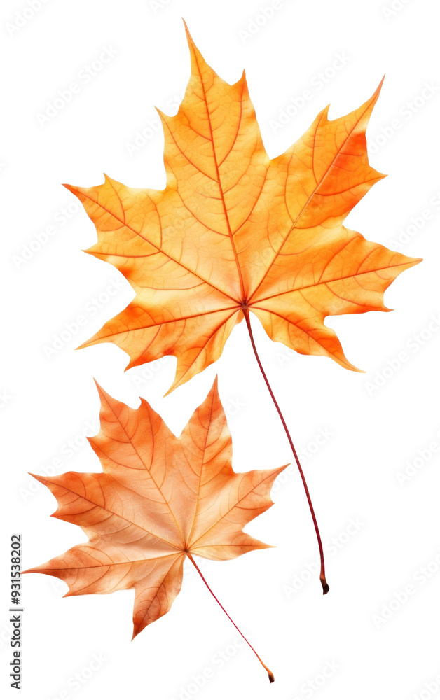 PNG Maple plant leaf tree. PNG Maple plant leaf tree.