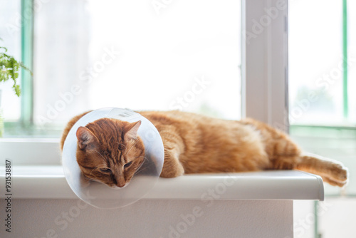 Pet care concept Sleepy orange fat cat wearing Elizabethan collar, E-collar or buster collar for protection the wound after surgical operation with copy space on white background.