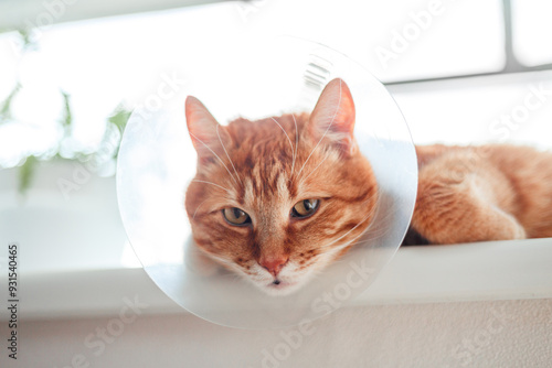 Face of a orange tabby, undergoing treatment, wearing an Elizabethan collar on its neck on white background. Ginger cat relax after operation.