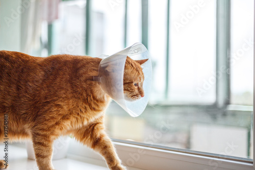 Картината върху платно Portrait of red striped cat with Elizabethan collar on the window sill after castration, close up
