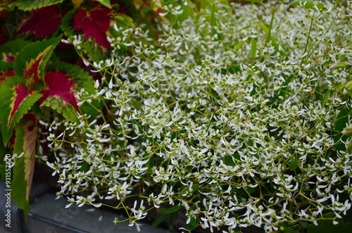 Flower of Euphorbia hybrid 'Diamond Frost' photo