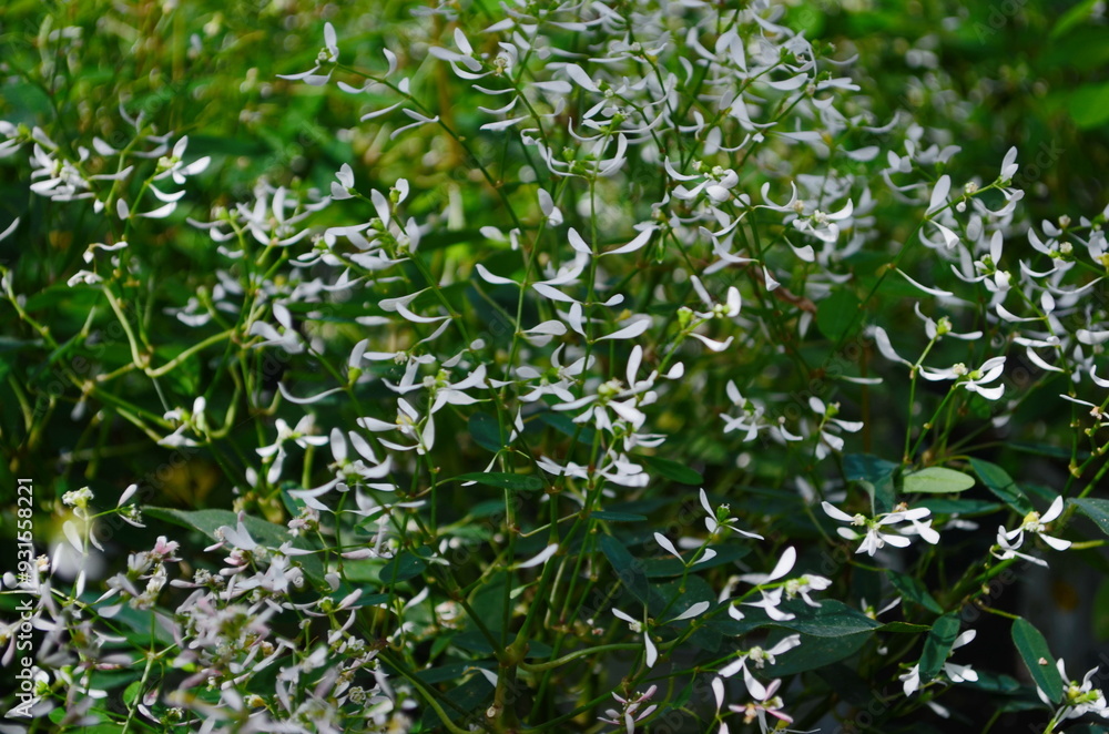 Flower of Euphorbia hybrid 'Diamond Frost' Flower of Euphorbia hybrid 'Diamond Frost'