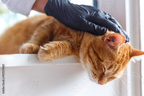 Close up of woman veterinarian in black protective gloves stroking a sleepy cat. Cat visiting vet for regular check up..