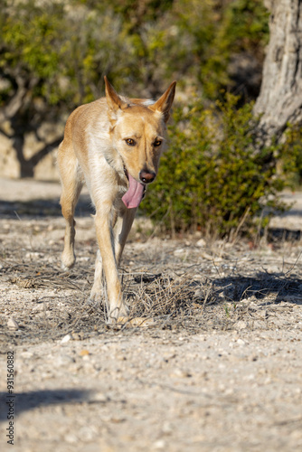 Mixed breed dog walking through the countryside with its tongue hanging out.