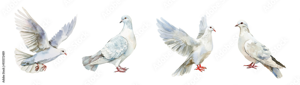 Obraz premium Watercolor set of white doves png.A symbol of weddings, religious events, etc. Watercolor hand drawn white bird png. 