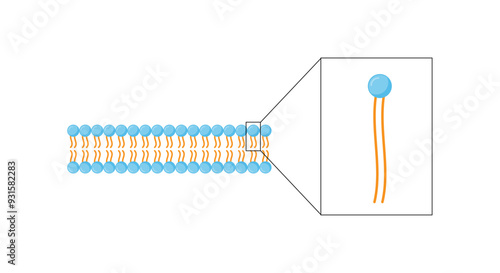 Lipid bilayer. Phospholipid Molecule Structure. Hydrophilic Head which is a polar head and Hydrophobic Tails which are hydrophobic fatty acid tails. Cell membrane component. Vector Illustration.