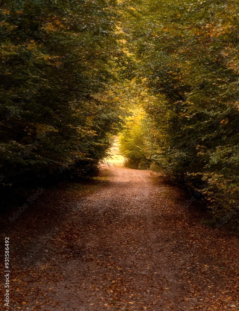 Fototapeta premium path in the forest