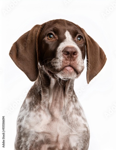 笑顔のイングリッシュ・ポインターの子犬のポートレート（Portrait of a smiling English Pointer puppy on white background） 