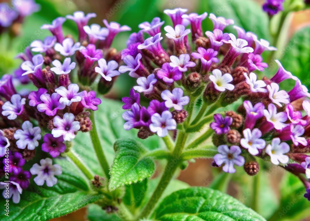 Delicate purple heliotrope flowers with white eyes and green stems isolated on a clean white background, showcasing intricate details and subtle texture. Delicate purple heliotrope flowers with white eyes and green stems isolated on a clean white background, showcasing intricate details and subtle texture.
