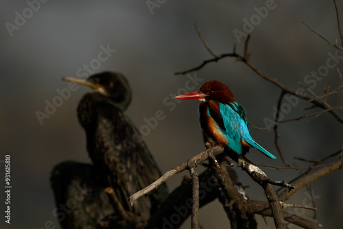 kingfisher on branch