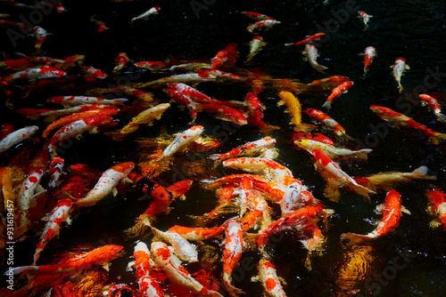 Group of koi carps swimming in pond