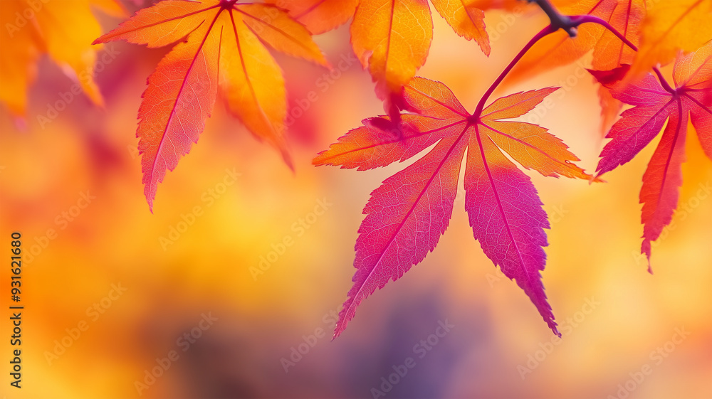 秋の彩りに包まれた日本の紅葉 秋の彩りに包まれた日本の紅葉