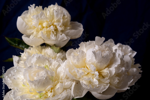 Close up elegant bouquet of white peonies captured on a black background, highlighting the delicate petals and lush green leaves. Low key photo.