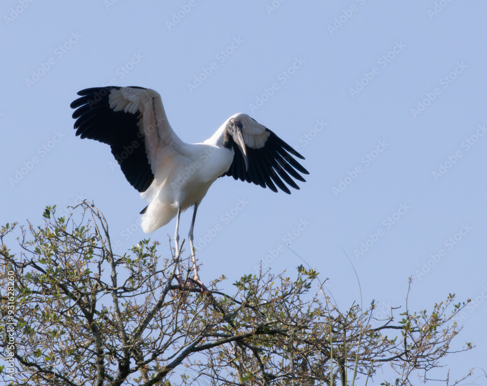 Fototapeta premium Wood Stork with wings spread