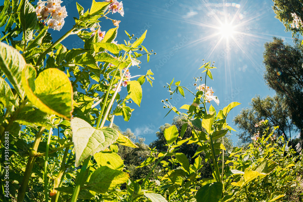 Rural Landscape Potato Field With Young Potato Flowering Blooming Green Vernal Sprouts. Young Green Plantation. Sunshine direct in camera. Agricultural Landscape. Blue Sky Above Potato plants