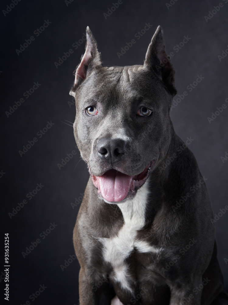A Pit Bul dog sits in thoughtful repose, its reflective expression enhanced by the soft lighting, showcasing a serene side of its usually dynamic nature. A Pit Bul dog sits in thoughtful repose, its reflective expression enhanced by the soft lighting, showcasing a serene side of its usually dynamic nature.