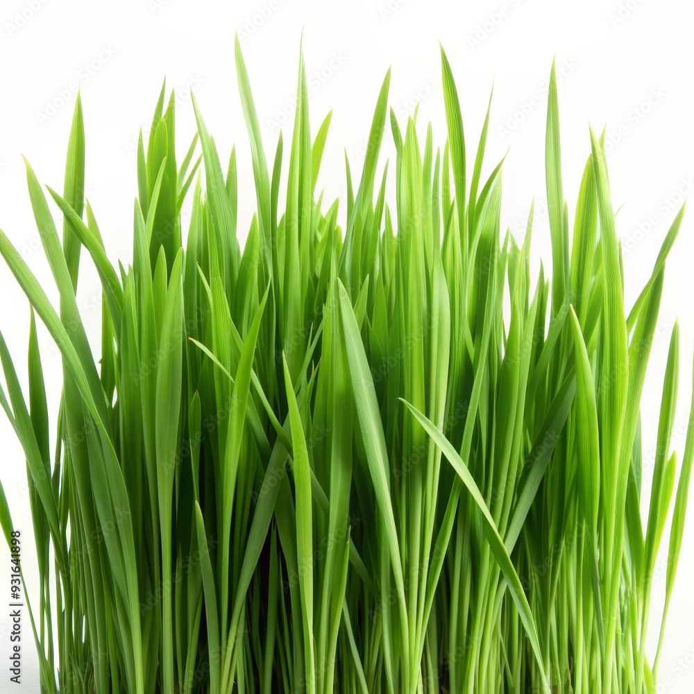 Green Grass Blades Close Up, Nature, Spring, Greenery, Growth Green Grass Blades Close Up, Nature, Spring, Greenery, Growth