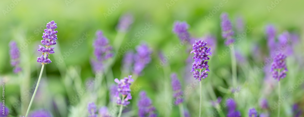 Blooming purple lavender in a field isolated on green Blooming purple lavender in a field isolated on green