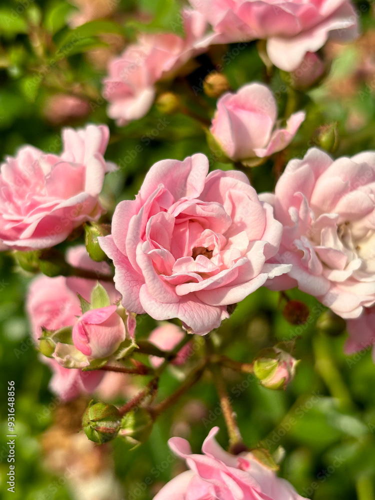 pink roses in garden pink roses in garden