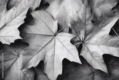 Wallpaper Mural Detailed Close-Up of Dried Maple Leaves in Monochrome Torontodigital.ca