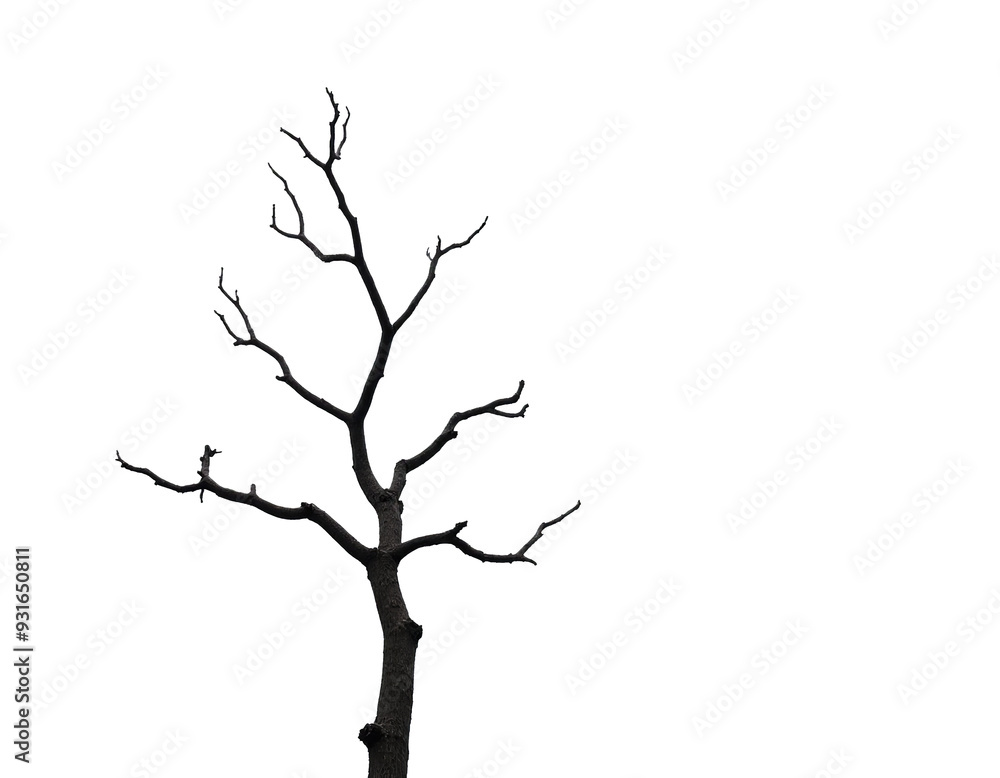 Fototapeta premium Isolated Dry Tree Branches on White Background: Perfect for Nature and Botanical Designs