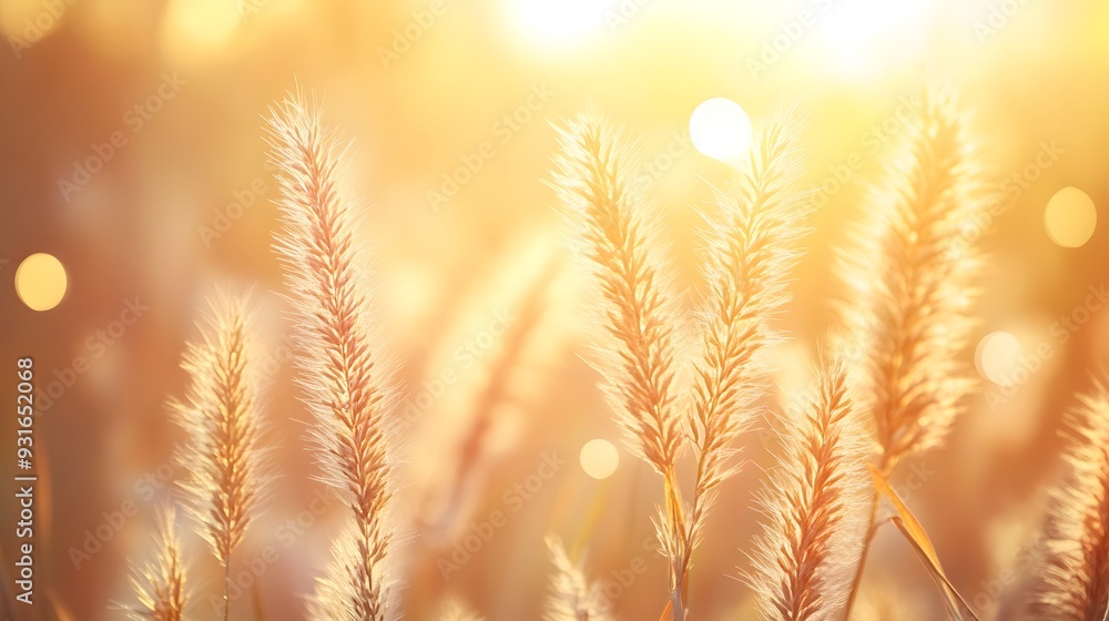 Sunlit grass silhouettes, golden hour photography, soft bokeh background, warm light rays, dreamy atmosphere, ethereal nature scene, backlit foxtail grass, pastel color palette. Sunlit grass silhouettes, golden hour photography, soft bokeh background, warm light rays, dreamy atmosphere, ethereal nature scene, backlit foxtail grass, pastel color palette.