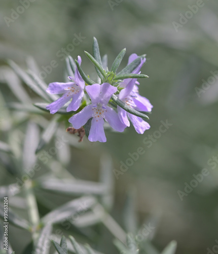 Beautiful close-up of westringia fruticosa photo