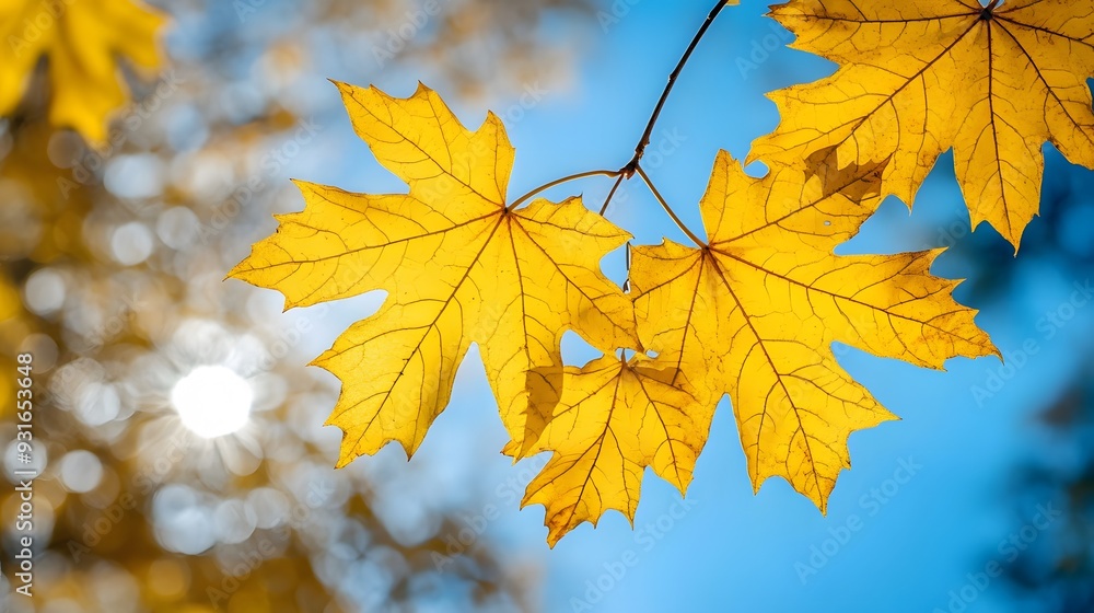 Vibrant yellow maple leaves against clear blue sky, autumn foliage, golden sunlight, crisp detail, branch with multiple leaves, warm tones, seasonal change, backlit leaves showing veins Vibrant yellow maple leaves against clear blue sky, autumn foliage, golden sunlight, crisp detail, branch with multiple leaves, warm tones, seasonal change, backlit leaves showing veins