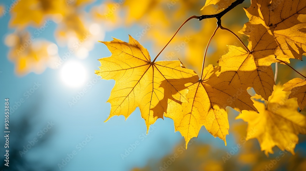Vibrant yellow maple leaves against clear blue sky, autumn foliage, golden sunlight, crisp detail, branch with multiple leaves, warm tones, seasonal change, backlit leaves showing veins Vibrant yellow maple leaves against clear blue sky, autumn foliage, golden sunlight, crisp detail, branch with multiple leaves, warm tones, seasonal change, backlit leaves showing veins