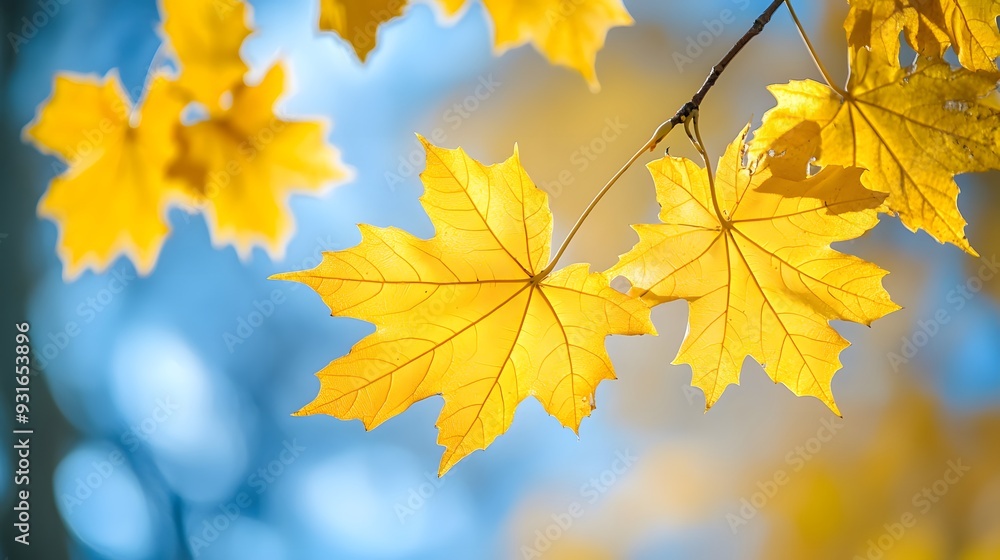 Vibrant yellow maple leaves against clear blue sky, autumn foliage, golden sunlight, crisp detail, branch with multiple leaves, warm tones, seasonal change, backlit leaves showing veins Vibrant yellow maple leaves against clear blue sky, autumn foliage, golden sunlight, crisp detail, branch with multiple leaves, warm tones, seasonal change, backlit leaves showing veins