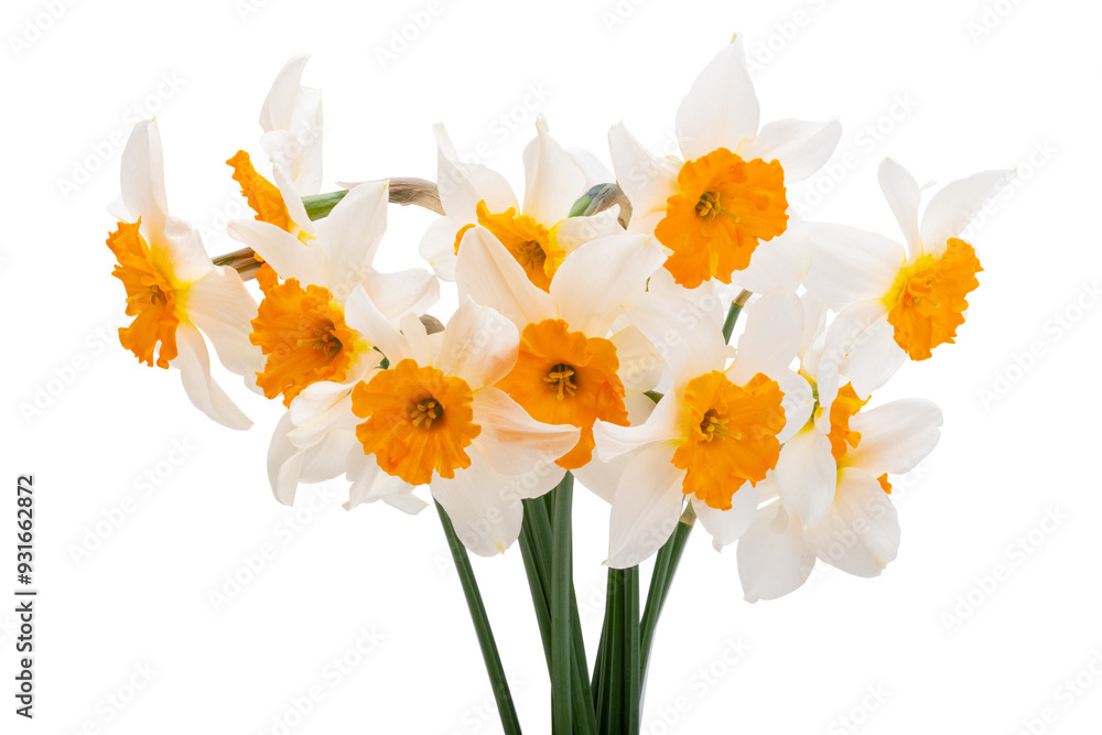 Fototapeta premium bouquet of daffodils isolated