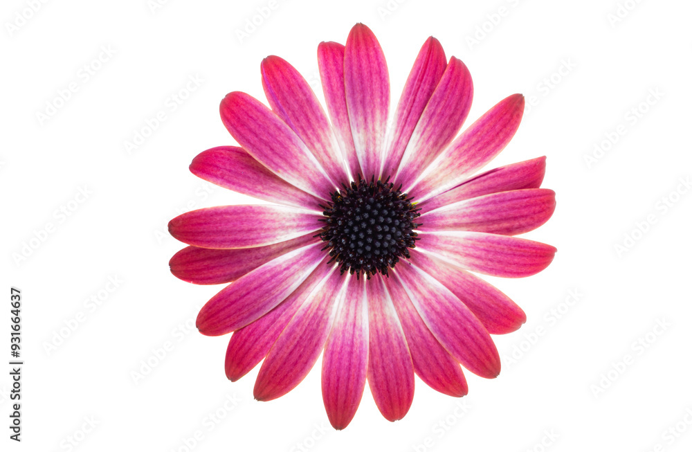 Obraz premium Osteospermum Flower isolated