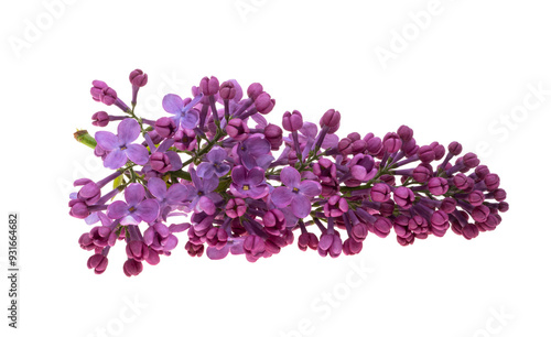 lilac flowers isolated