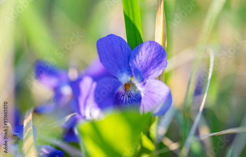 forest violet