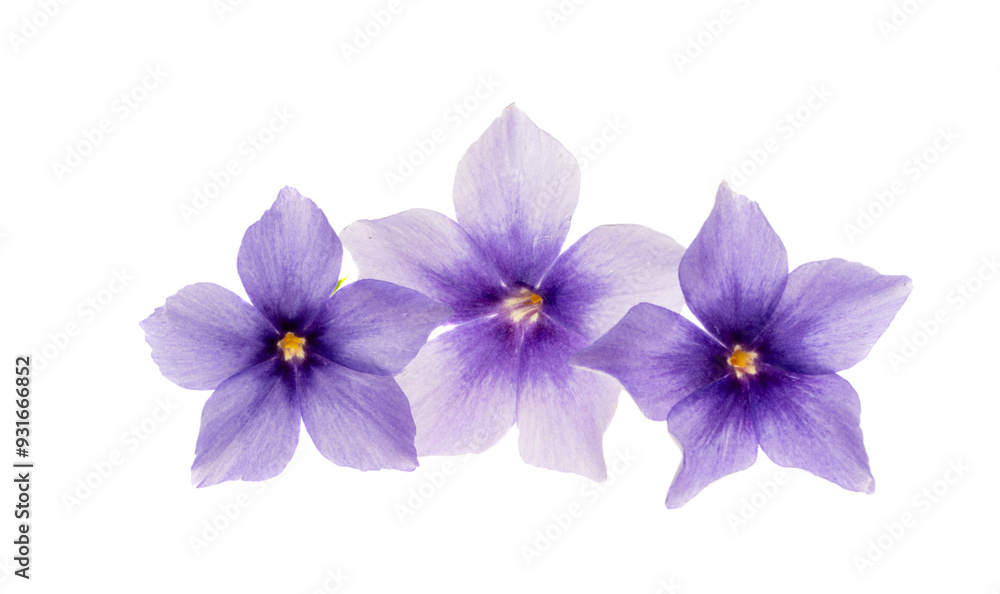 phlox flowers isolated phlox flowers isolated