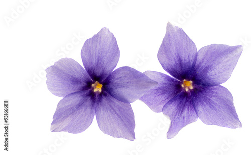 phlox flowers isolated