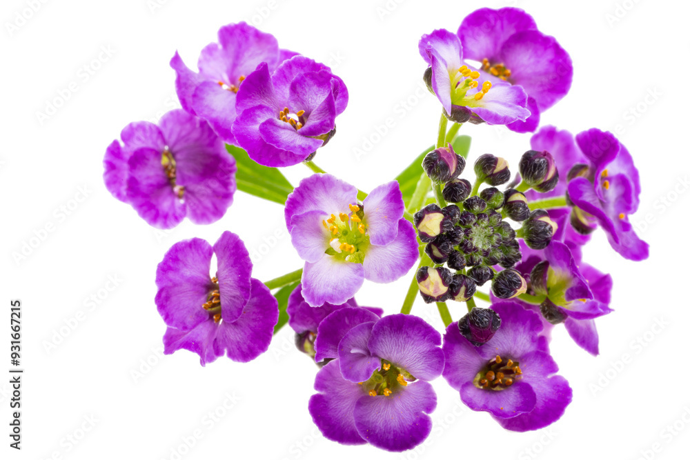 Lobularia flowers isolated Lobularia flowers isolated