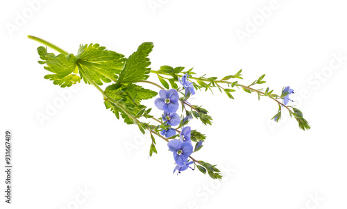 veronica flowers isolated