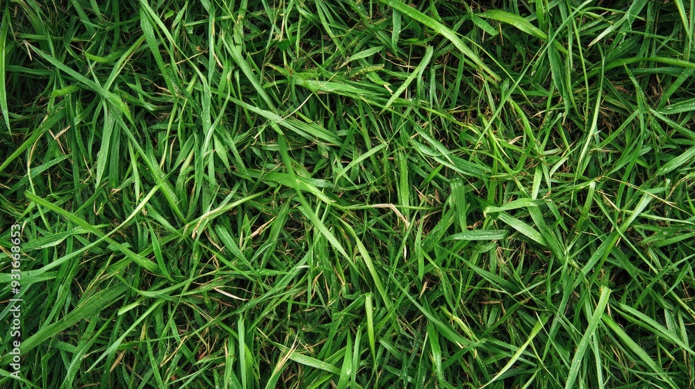 A fresh green grass texture captured up close, perfect for natural backgrounds with ample copy space A fresh green grass texture captured up close, perfect for natural backgrounds with ample copy space