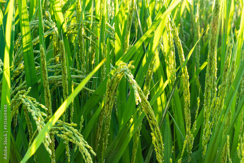 green grass in the wind