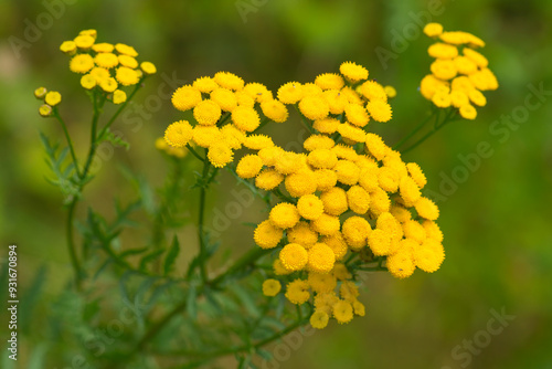 Rainfarn (Tanacetum vulgare ) auf einer Wiese