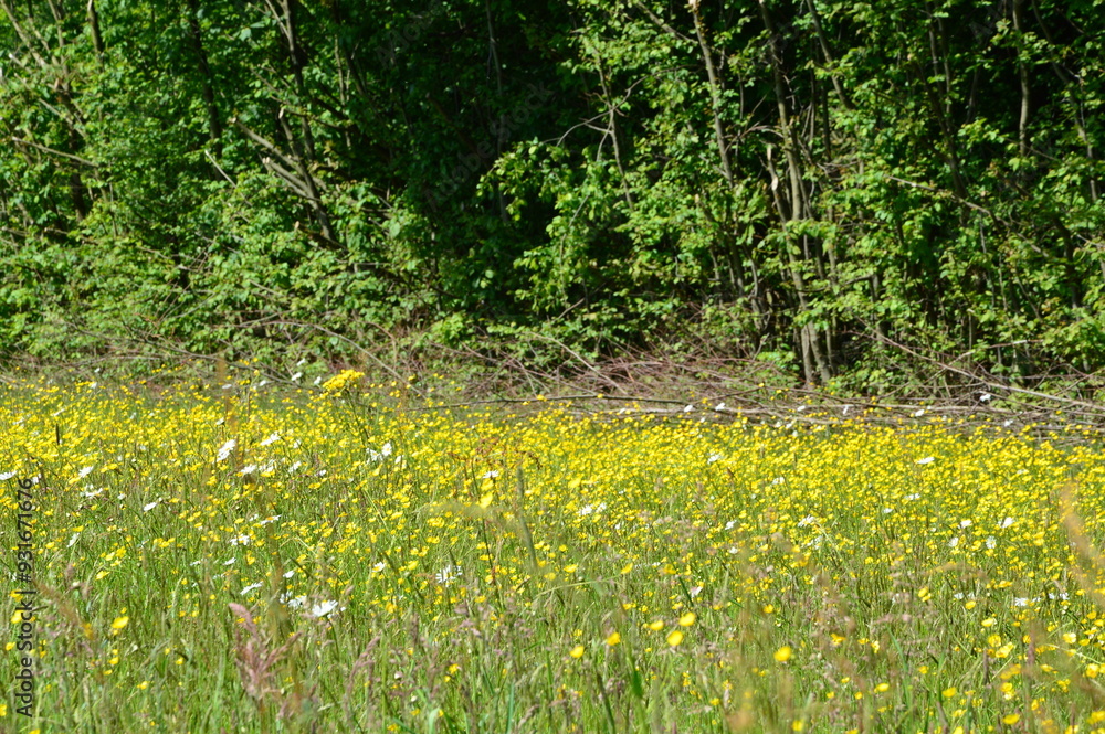 Obraz premium Landschaft im Siebengebirge